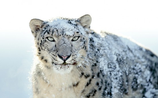 Apple rilascia Snow Leopard 10.6.8