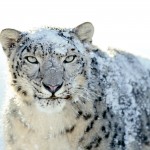 Apple rilascia un aggiornamento di sicurezza per OS X Snow Leopard e per Remote Desktop