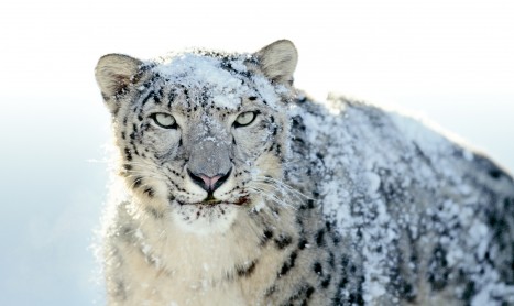 Apple rilascia un aggiornamento di sicurezza per OS X Snow Leopard e per Remote Desktop
