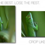 CONTEST: vinci 3 codici redeem per photo crop [VINCITORI]