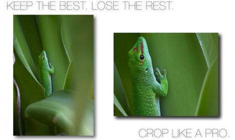CONTEST: vinci 3 codici redeem per photo crop [VINCITORI]