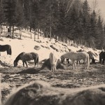 Platinotype: un nuovo plugin per Final Cut Pro X