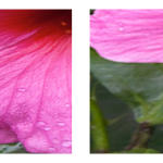 Apple inserisce immagini HD sul proprio sito