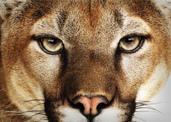 Apple ha aggiornato anche OS X Lion e Mountain Lion