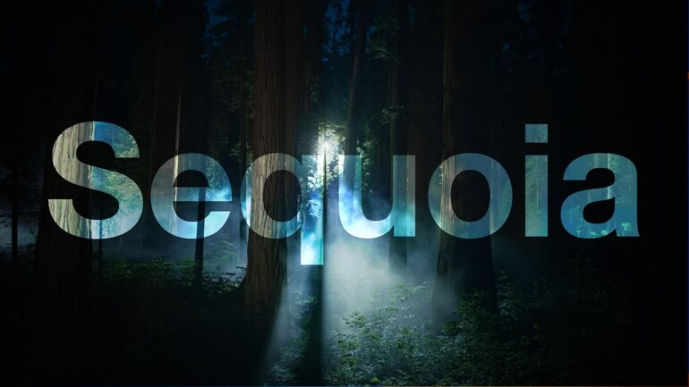 sequoia